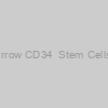 Human Bone Marrow CD34+ Stem Cells, Cryopreserved